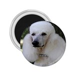 poodle 2 2.25  Magnet