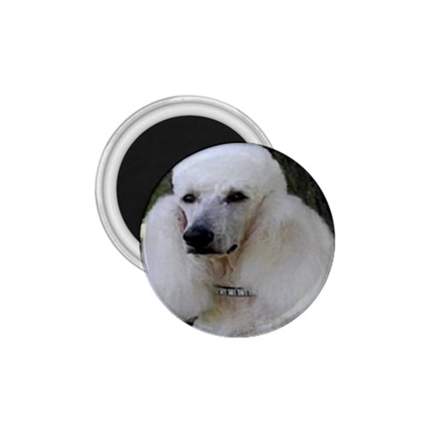 poodle 2 1.75  Magnet from UrbanLoad.com Front