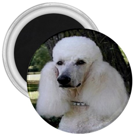 poodle 2 3  Magnet from UrbanLoad.com Front
