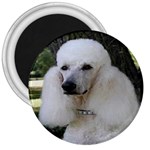 poodle 2 3  Magnet