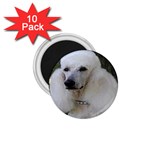 poodle 2 1.75  Magnet (10 pack) 