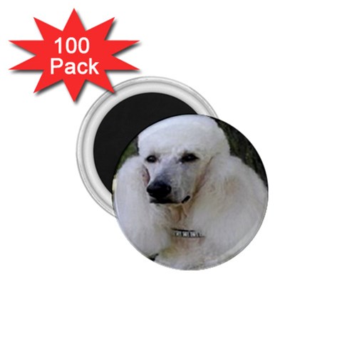 poodle 2 1.75  Magnet (100 pack)  from UrbanLoad.com Front