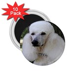 poodle 2 2.25  Magnet (10 pack)