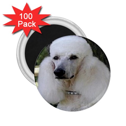 poodle 2 2.25  Magnet (100 pack)  from UrbanLoad.com Front
