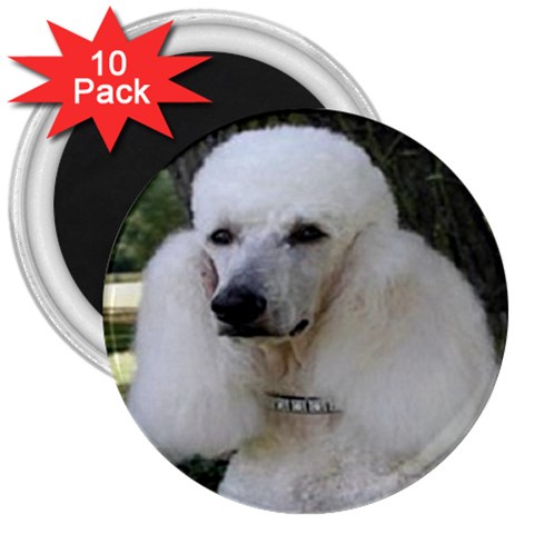poodle 2 3  Magnet (10 pack) from UrbanLoad.com Front