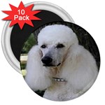 poodle 2 3  Magnet (10 pack)