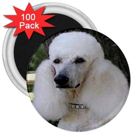 poodle 2 3  Magnet (100 pack) from UrbanLoad.com Front