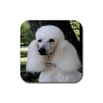 poodle 2 Rubber Coaster (Square)