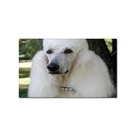 poodle 2 Sticker (Rectangular)