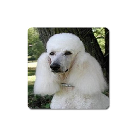poodle 2 Magnet (Square) from UrbanLoad.com Front