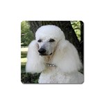 poodle 2 Magnet (Square)