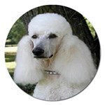 poodle 2 Magnet 5  (Round)