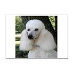 poodle 2 Sticker A4 (10 pack)