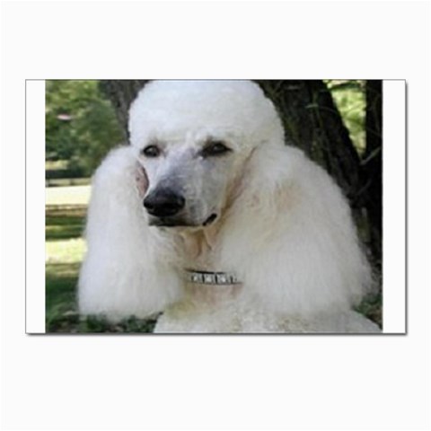 poodle 2 Postcard 4 x 6  (Pkg of 10) from UrbanLoad.com Front