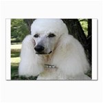 poodle 2 Postcard 4 x 6  (Pkg of 10)