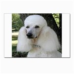 poodle 2 Postcards 5  x 7  (Pkg of 10)