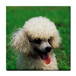 poodle Tile Coaster