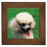 poodle Framed Tile