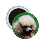 poodle 2.25  Magnet