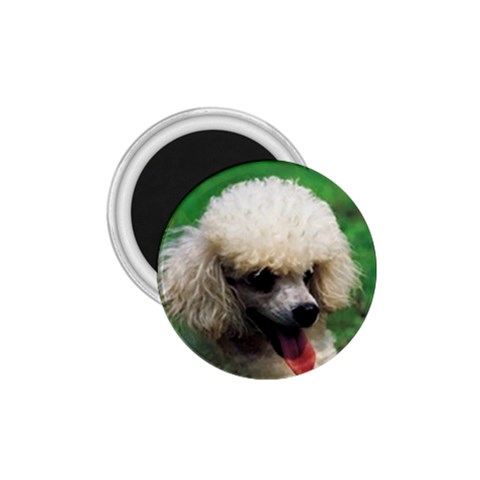 poodle 1.75  Magnet from UrbanLoad.com Front
