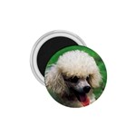 poodle 1.75  Magnet