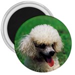 poodle 3  Magnet