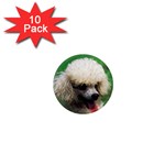 poodle 1  Mini Magnet (10 pack) 