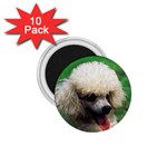 poodle 1.75  Magnet (10 pack) 