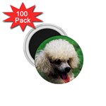 poodle 1.75  Magnet (100 pack) 