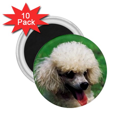 poodle 2.25  Magnet (10 pack) from UrbanLoad.com Front