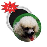 poodle 2.25  Magnet (10 pack)