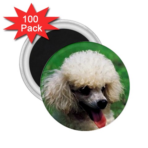 poodle 2.25  Magnet (100 pack)  from UrbanLoad.com Front