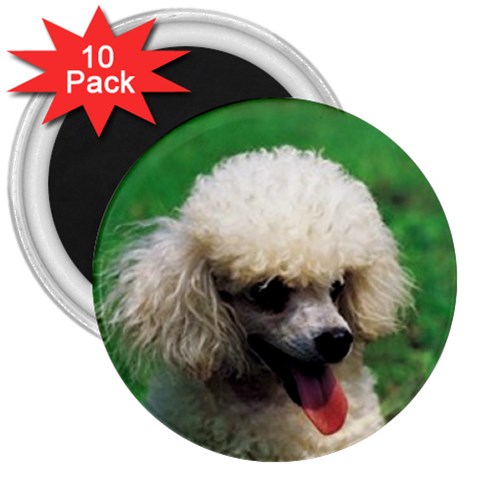 poodle 3  Magnet (10 pack) from UrbanLoad.com Front