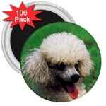 poodle 3  Magnet (100 pack)