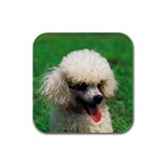 poodle Rubber Square Coaster (4 pack)