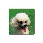 poodle Magnet (Square)