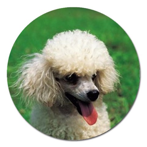 poodle Magnet 5  (Round) from UrbanLoad.com Front