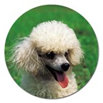 poodle Magnet 5  (Round)