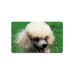 poodle Magnet (Name Card)