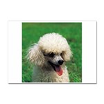 poodle Sticker A4 (10 pack)