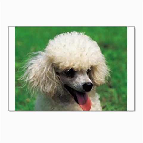 poodle Postcard 4 x 6  (Pkg of 10) from UrbanLoad.com Front
