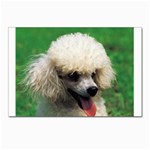 poodle Postcard 4 x 6  (Pkg of 10)