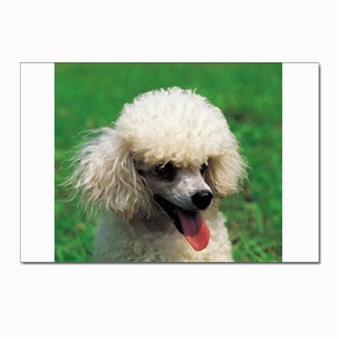 poodle Postcards 5  x 7  (Pkg of 10) from UrbanLoad.com Front