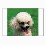 poodle Postcards 5  x 7  (Pkg of 10)