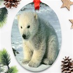 polar Ornament (Oval)