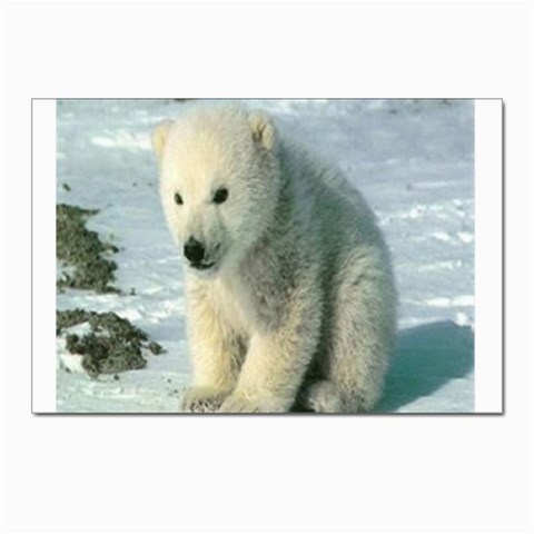 polar Postcard 4 x 6  (Pkg of 10) from UrbanLoad.com Front