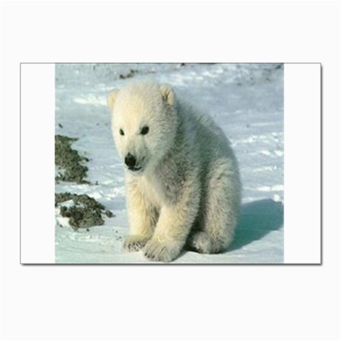 polar Postcards 5  x 7  (Pkg of 10) from UrbanLoad.com Front