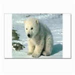 polar Postcards 5  x 7  (Pkg of 10)