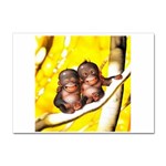 monkeys Sticker A4 (10 pack)