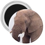 elephant 3  Magnet